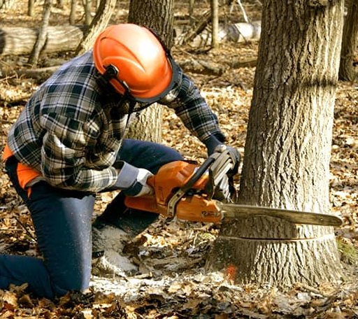 Tree Removal in Houghton, SD